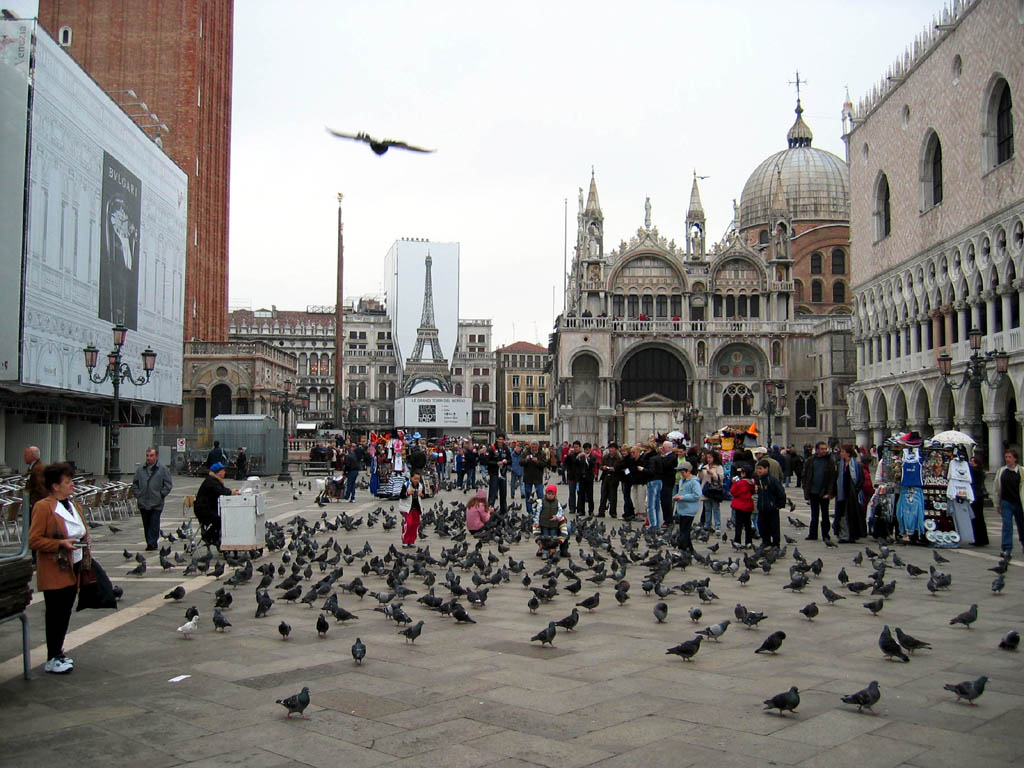 The many pigeons at Piazza San Marco