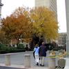 Fall Colors start to take hold on the MIT campus