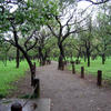 Kairakuen Park - Plum Tree Forest