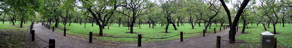 Kairakuen Park - Panorama of Plum Tree Forest