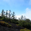 Mt. Fuji - Trees along a hiking trail