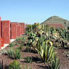 The Pyramid of the Sun looms over the cactii near the museum