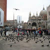 The many pigeons at Piazza San Marco