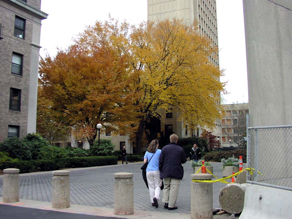 Fall Colors start to take hold on the MIT campus