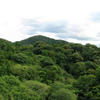 Kyomizu-dera - Panorama of forest cover near temple