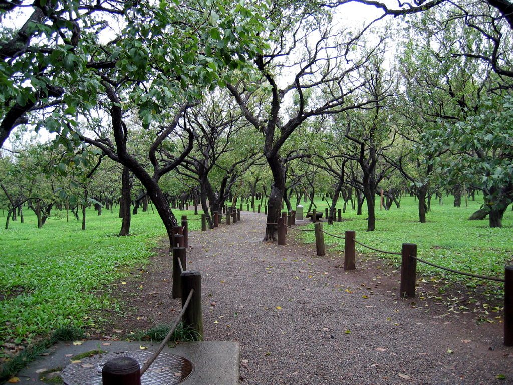 Kairakuen Park - Plum Tree Forest