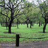 Kairakuen Park - Panorama of Plum Tree Forest