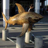 San Jose Arena - Bamboo Shark, from the SharkByte Art project
